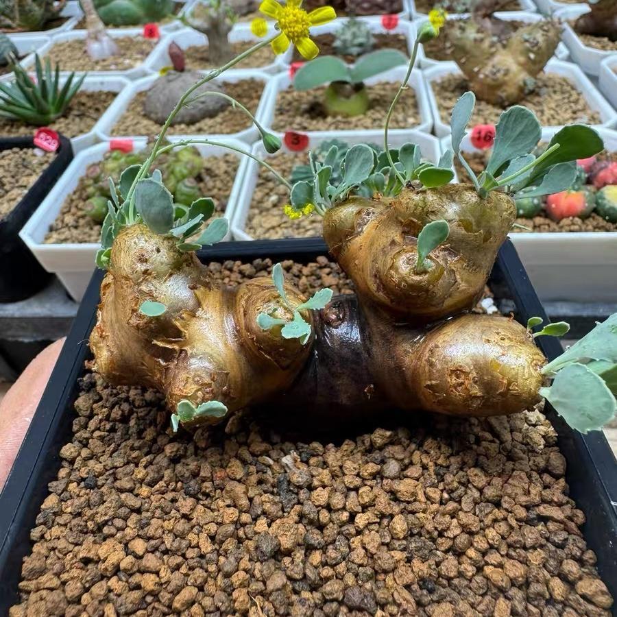 2-6cm Othonna cacalioides