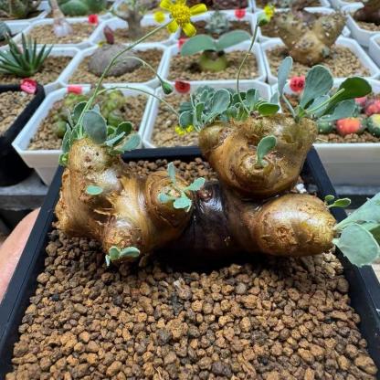 2-6cm Othonna cacalioides