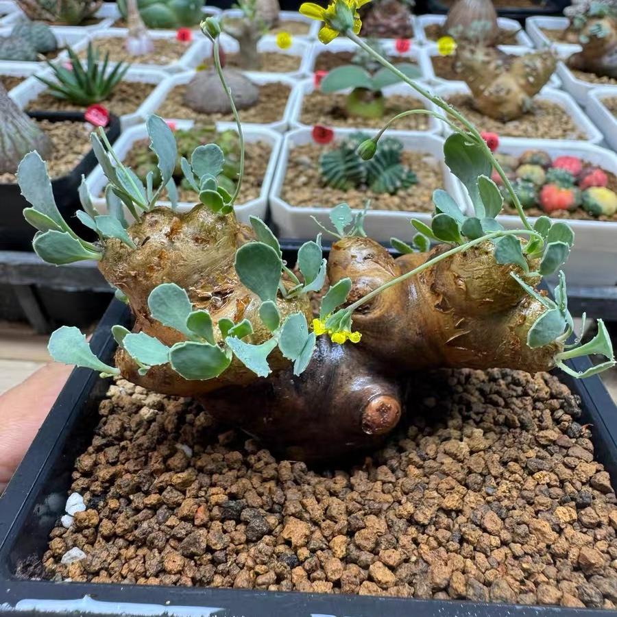 2-6cm Othonna cacalioides