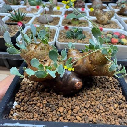 2-6cm Othonna cacalioides