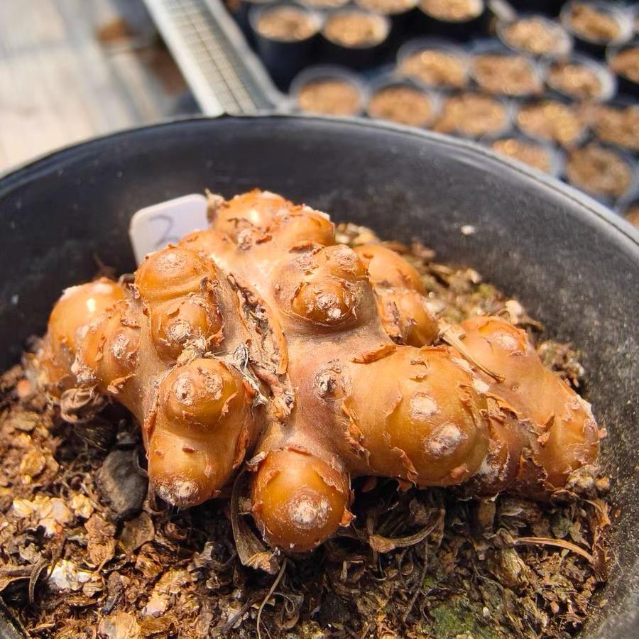 2-6cm Othonna cacalioides