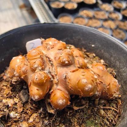 2-6cm Othonna cacalioides