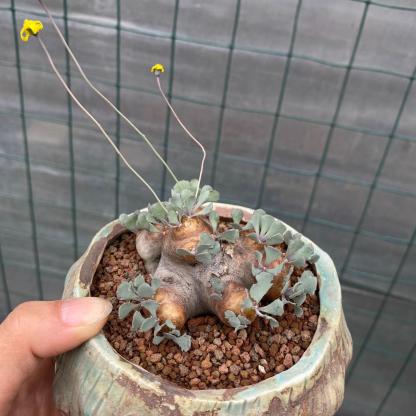 2-6cm Othonna cacalioides