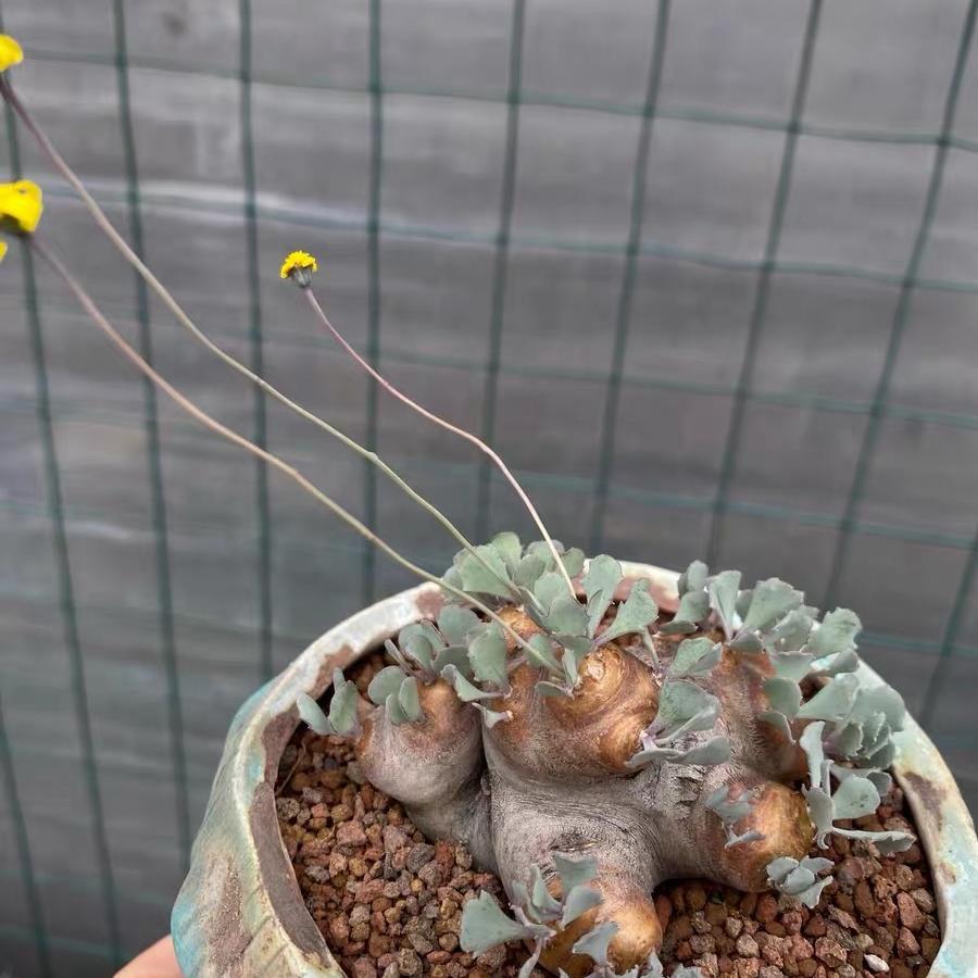 2-6cm Othonna cacalioides