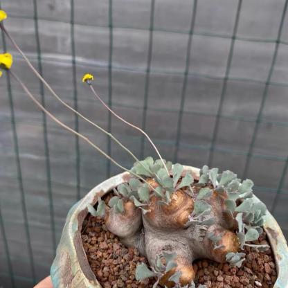 2-6cm Othonna cacalioides