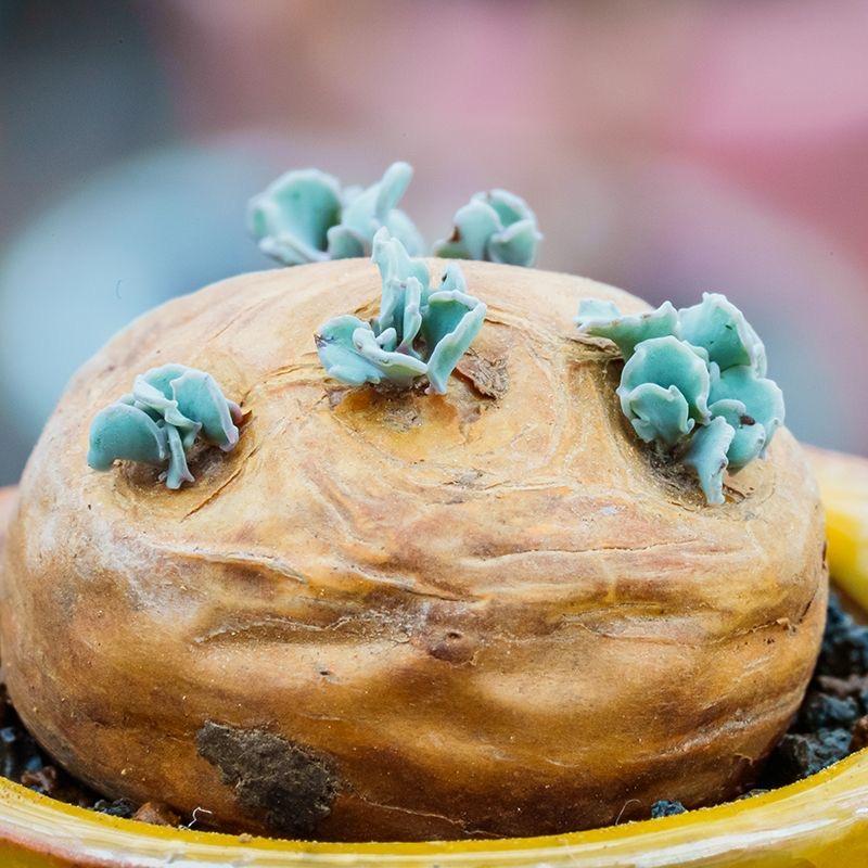 2-6cm Othonna cacalioides