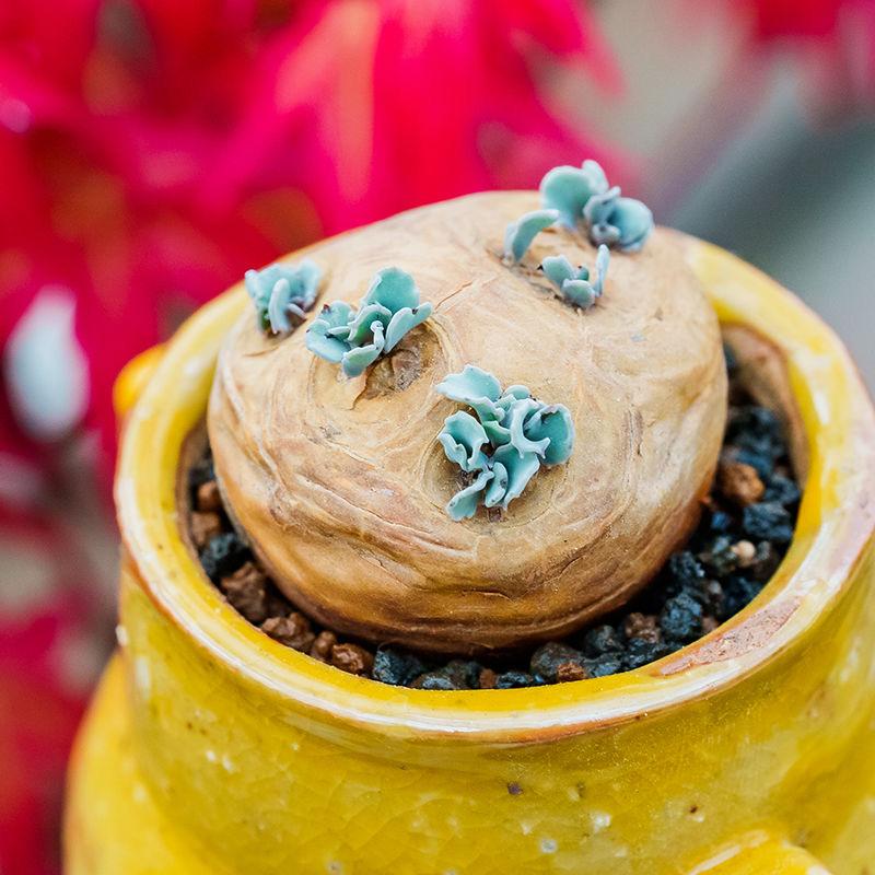 2-6cm Othonna cacalioides