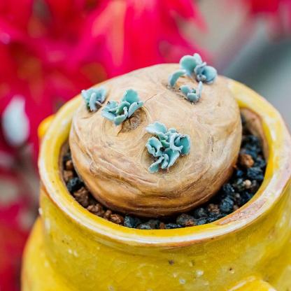 2-6cm Othonna cacalioides