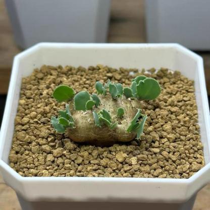 2-6cm Othonna cacalioides