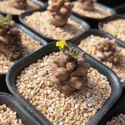 2-3出，Othonna herrei