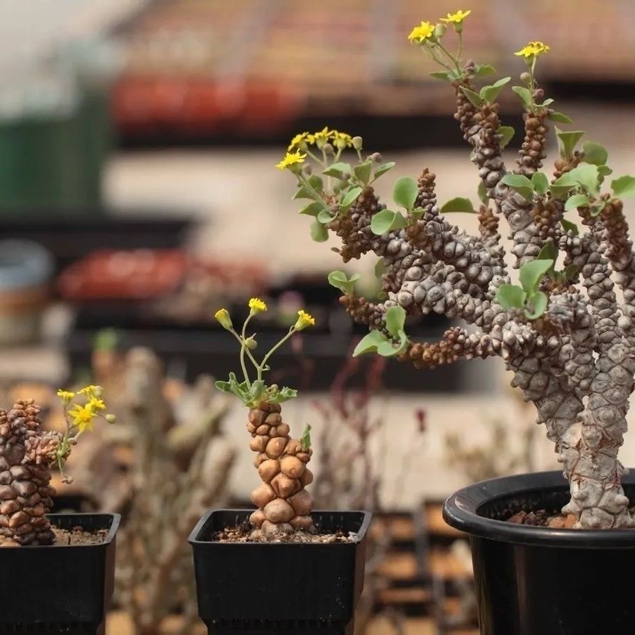 2-3出，Othonna herrei