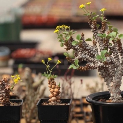 2-3出，Othonna herrei