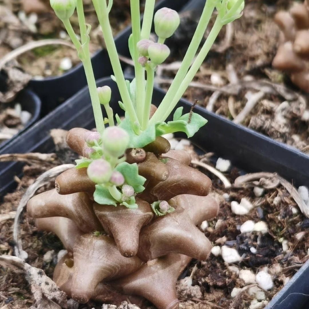 2-3出，Othonna herrei