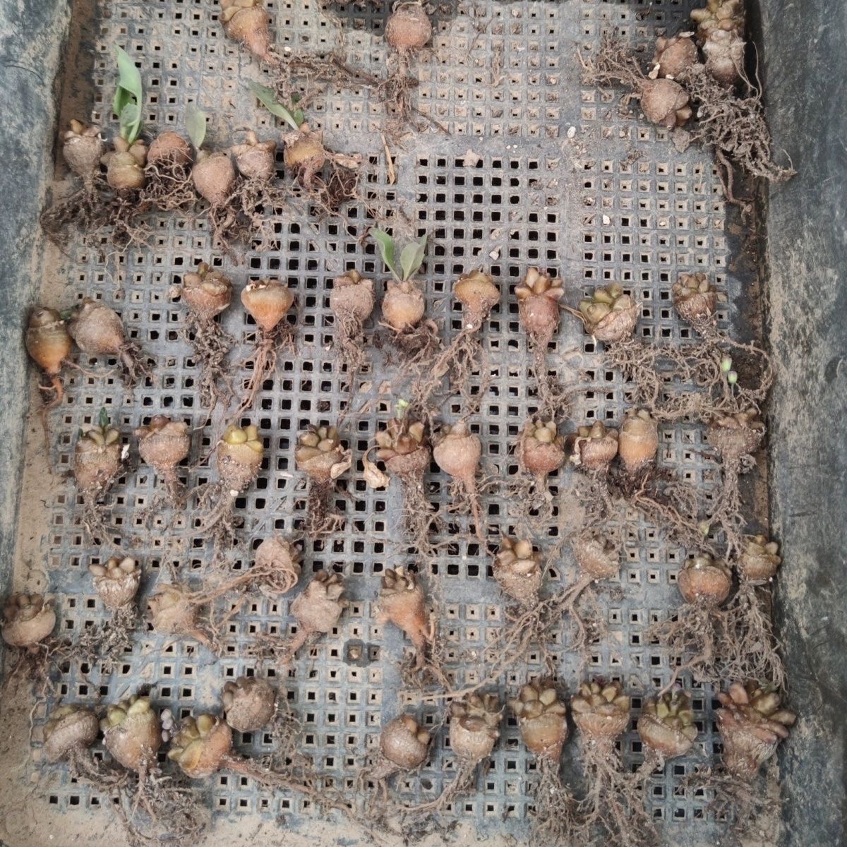 2-3出，Othonna herrei