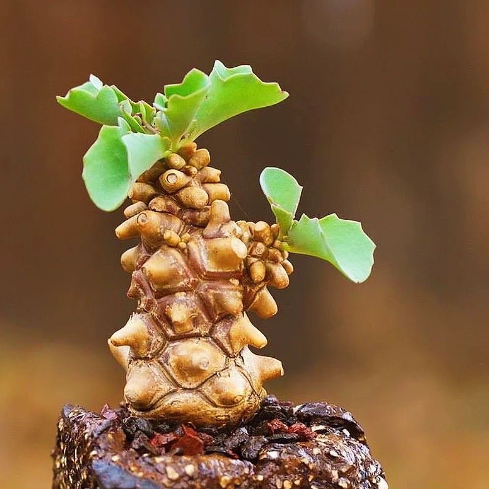 2-3出，Othonna herrei