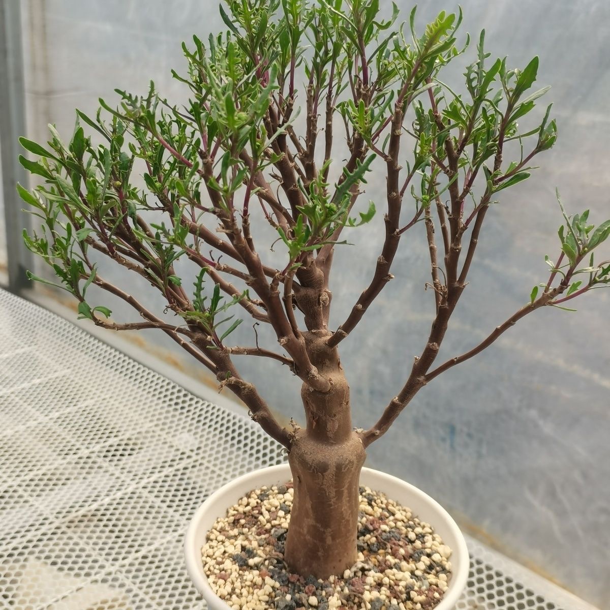 1-3cm Othonna lobata