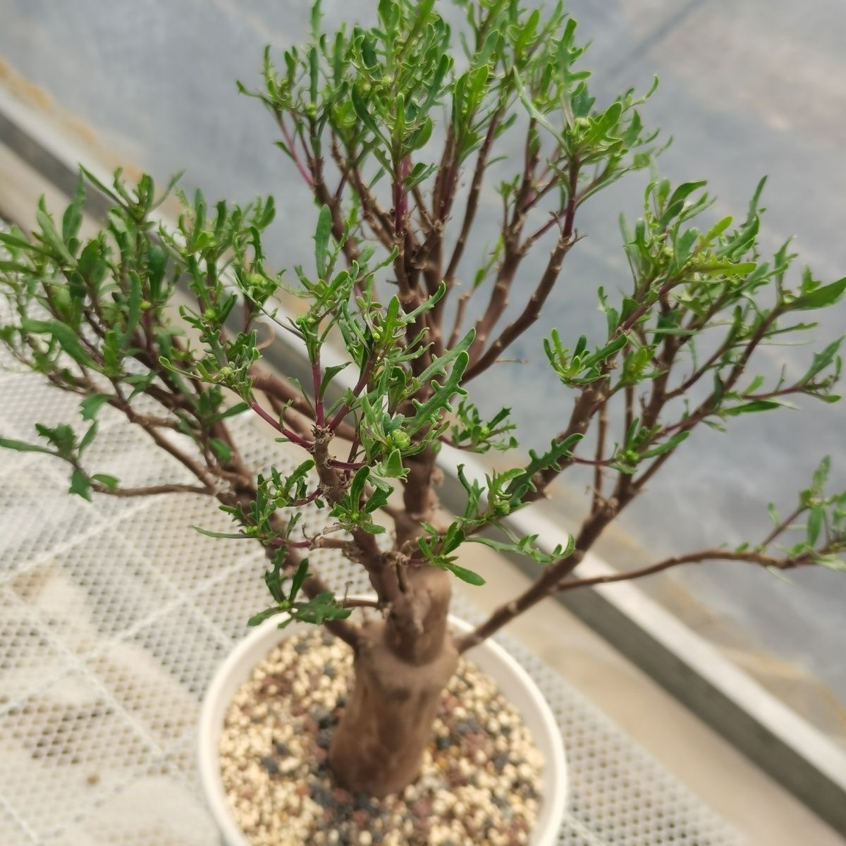 1-3cm Othonna lobata