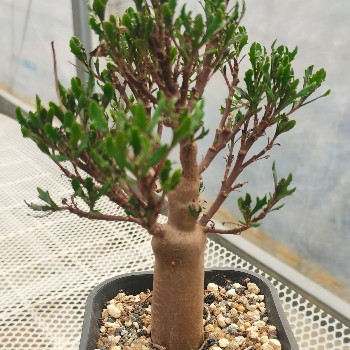 1-3cm Othonna lobata