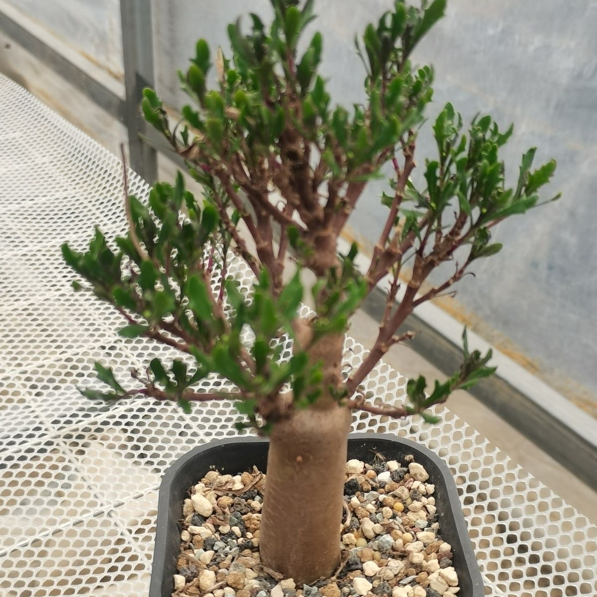 1-3cm Othonna lobata