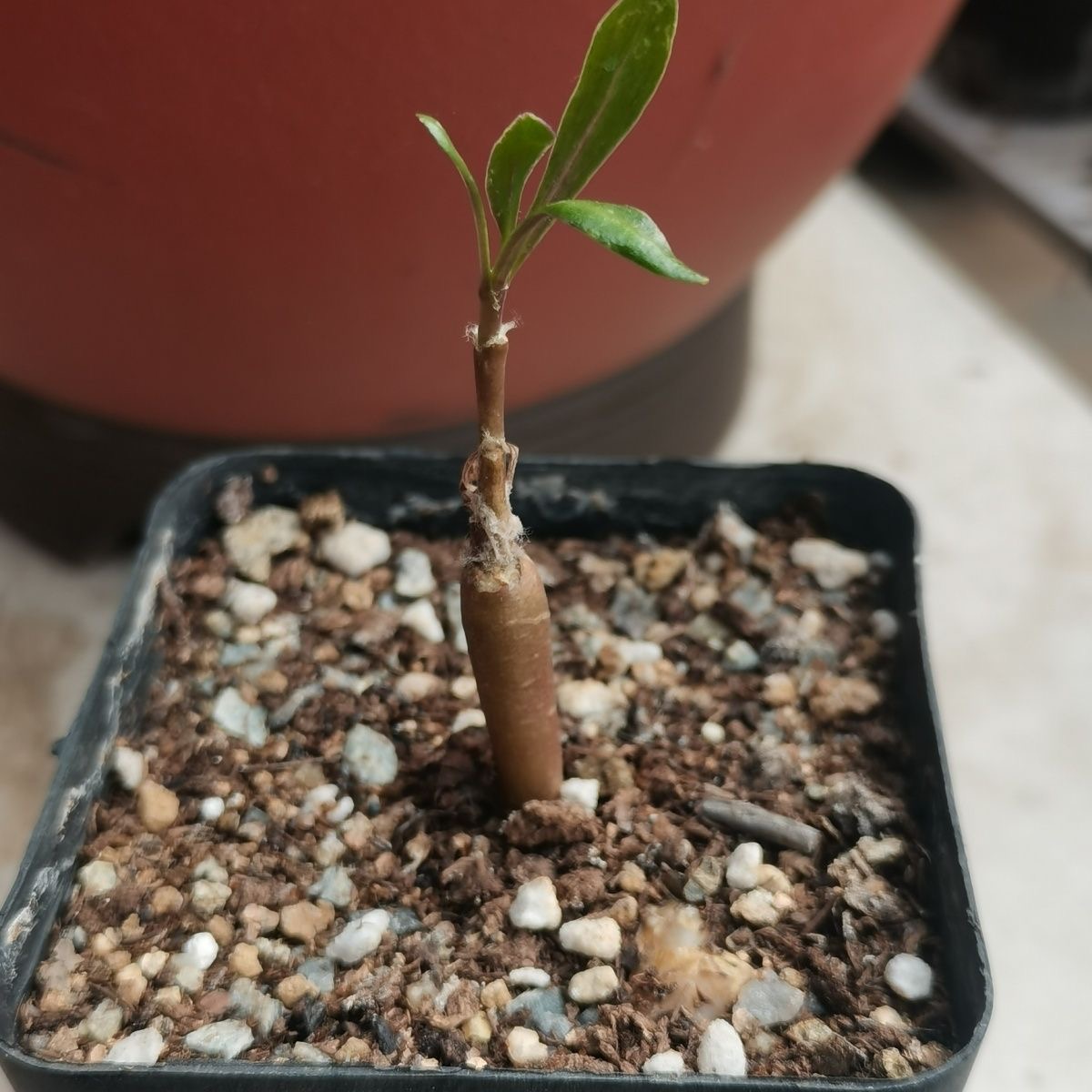 1-3cm Othonna lobata