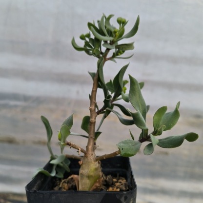 1-3cm Othonna lobata