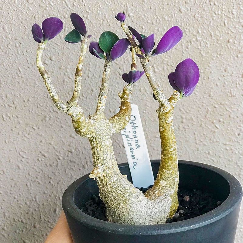 2-3出，Othonna triplinervia