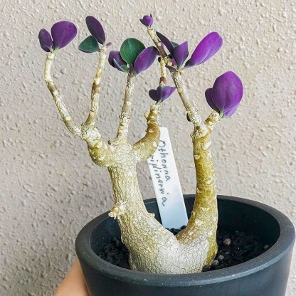 2-3出，Othonna triplinervia