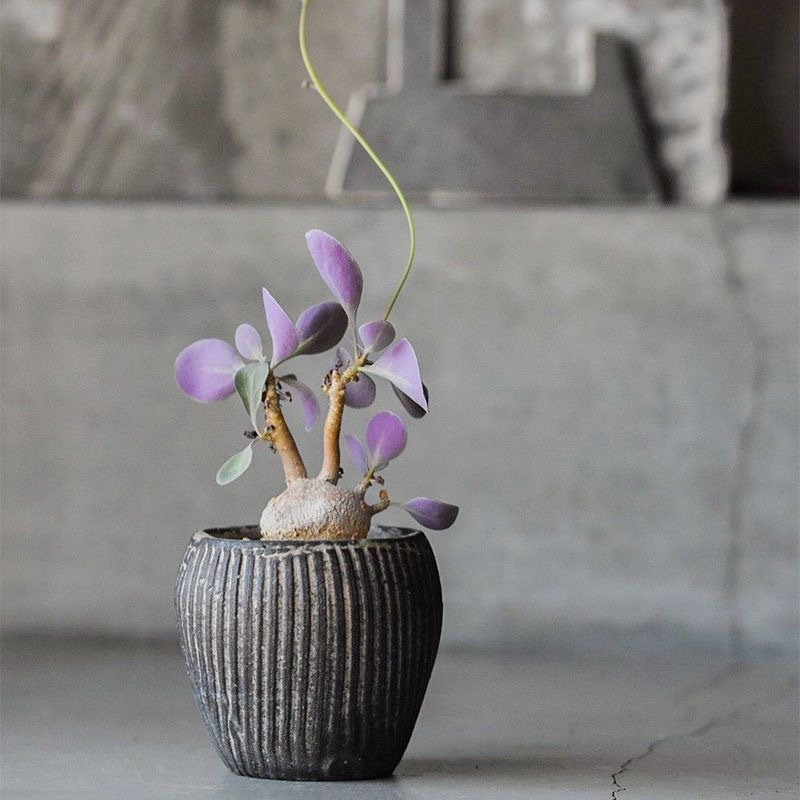 2-3出，Othonna triplinervia