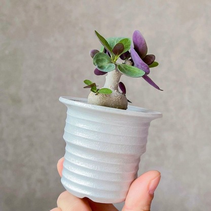 2-3出，Othonna triplinervia