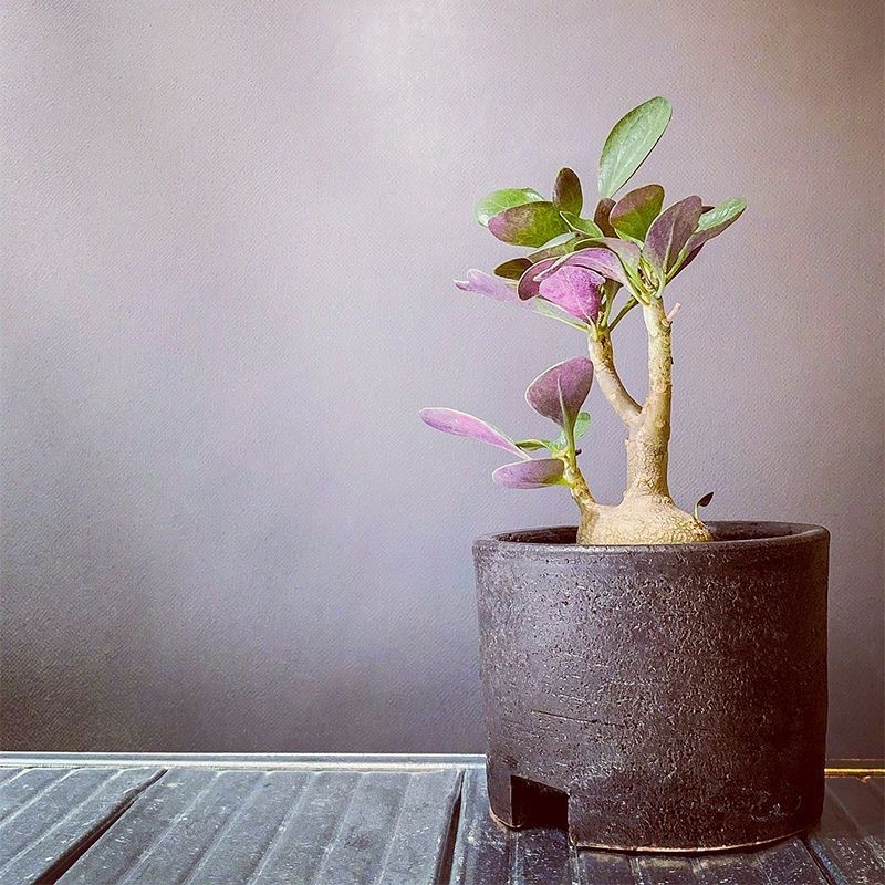 2-3出，Othonna triplinervia