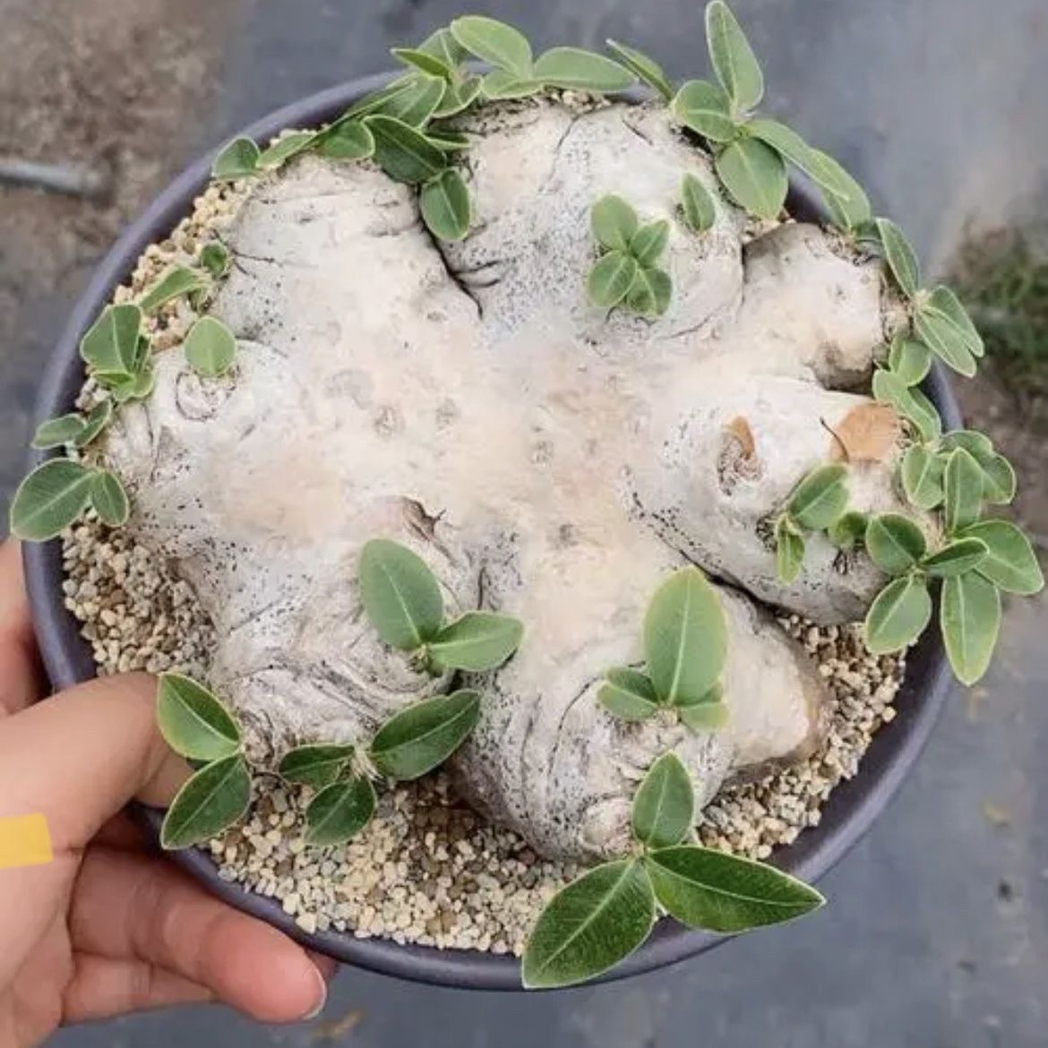 3-12cm Pachypodium brevicaule Baker