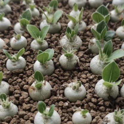 3-12cm Pachypodium brevicaule Baker