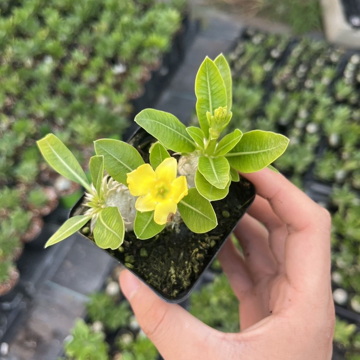 3-12cm Pachypodium brevicaule Baker