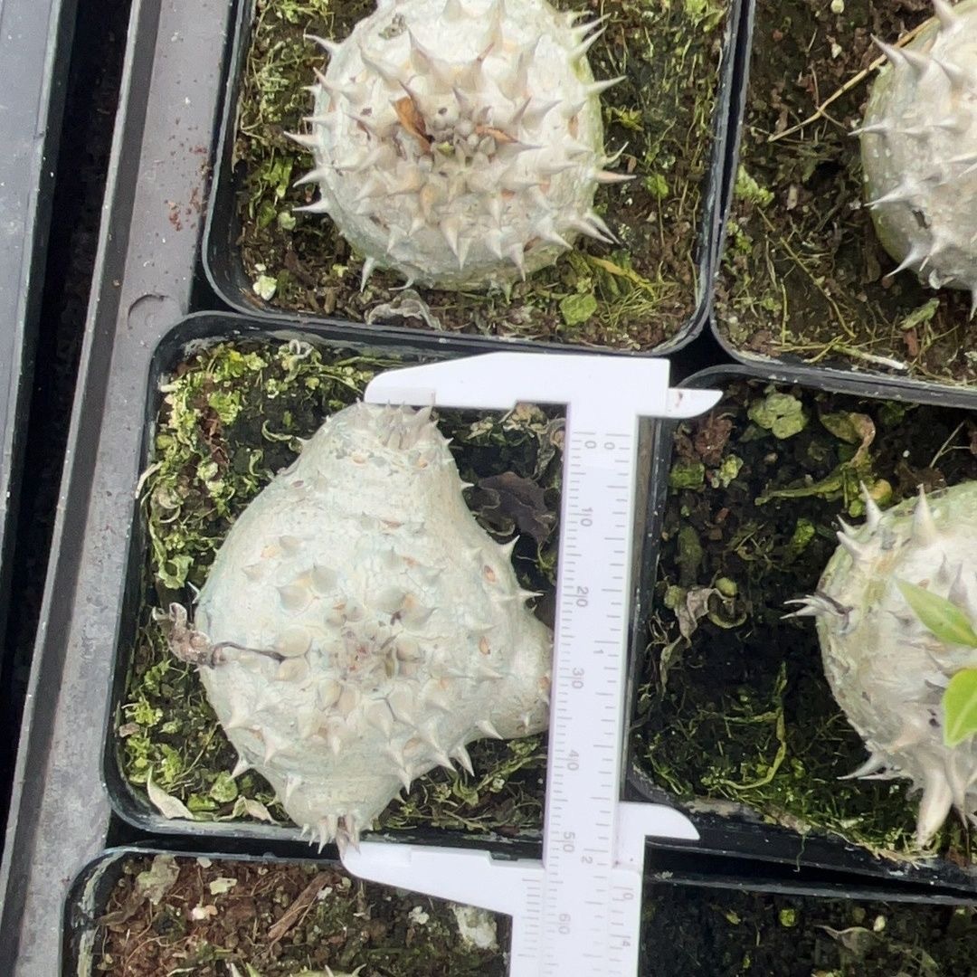 3-12cm Pachypodium brevicaule Baker