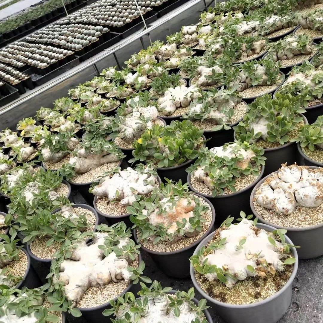 3-12cm Pachypodium brevicaule Baker