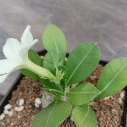 3-12cm Pachypodium brevicaule Baker