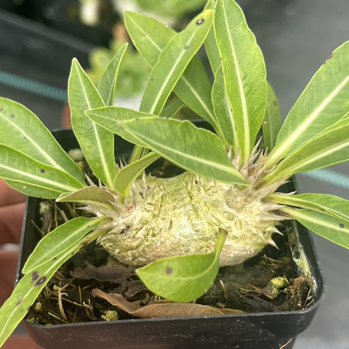 3-12cm Pachypodium brevicaule Baker