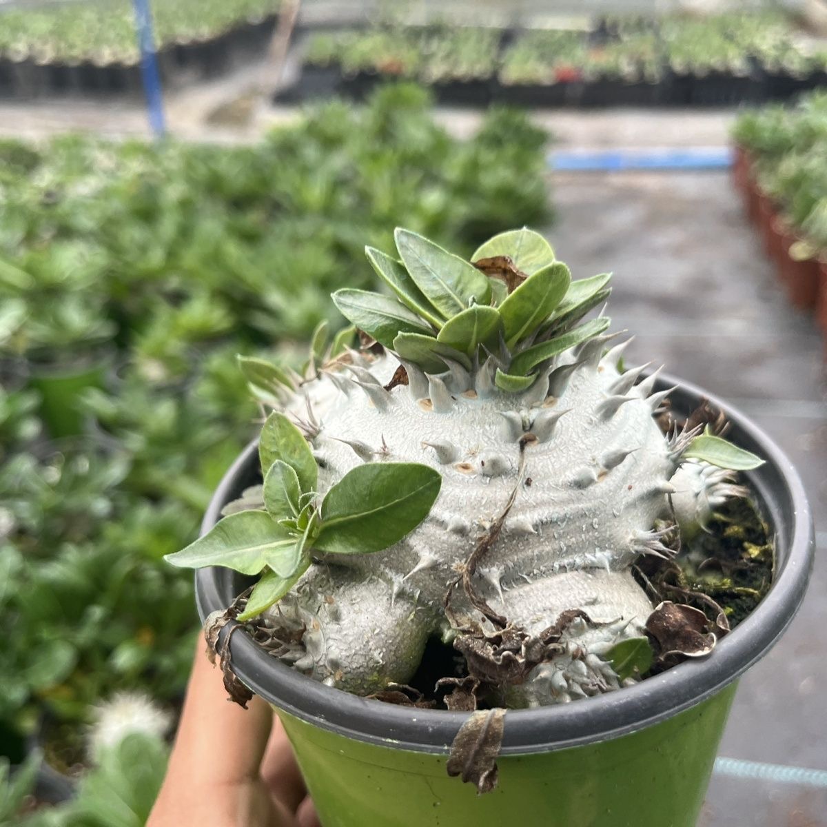 2-17cm Pachypodium brevicaule × densiflorum