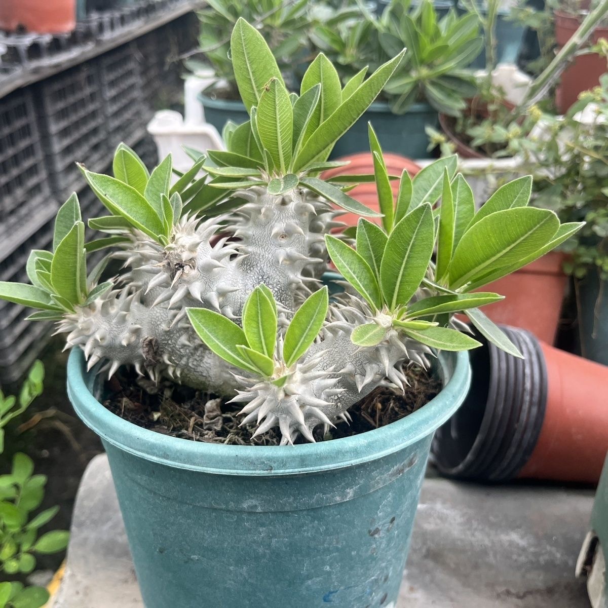 2-17cm Pachypodium brevicaule × densiflorum