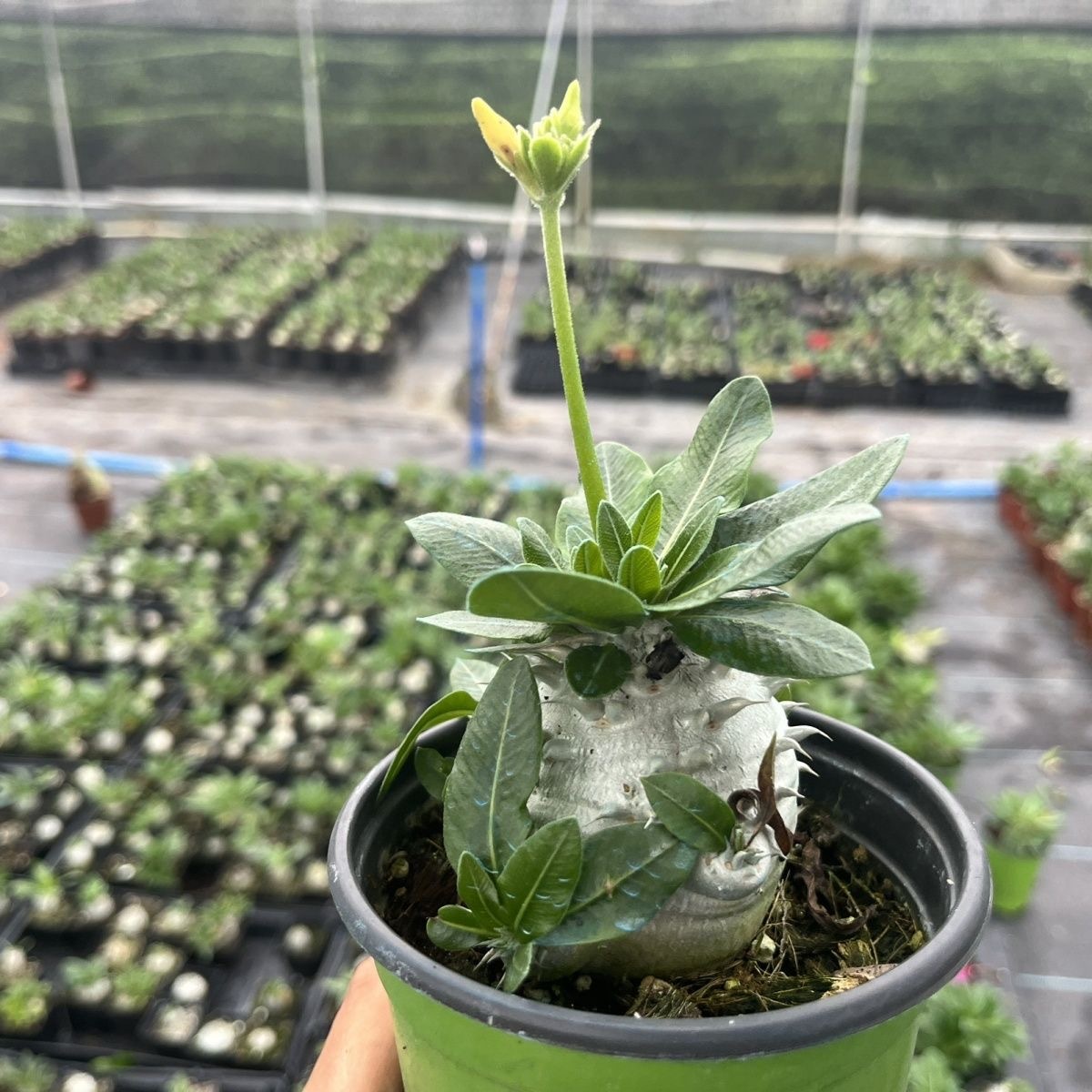 2-17cm Pachypodium brevicaule × densiflorum