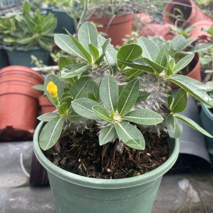 2-17cm Pachypodium brevicaule × densiflorum