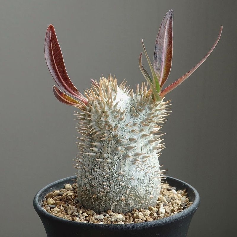 2-17cm Pachypodium brevicaule × densiflorum