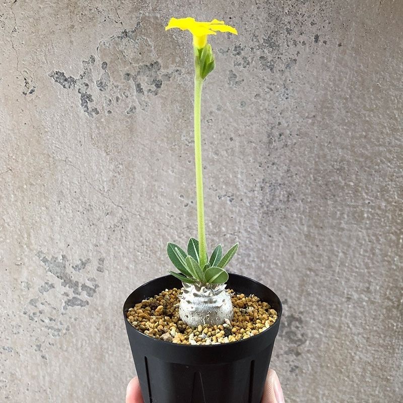 2-17cm Pachypodium brevicaule × densiflorum
