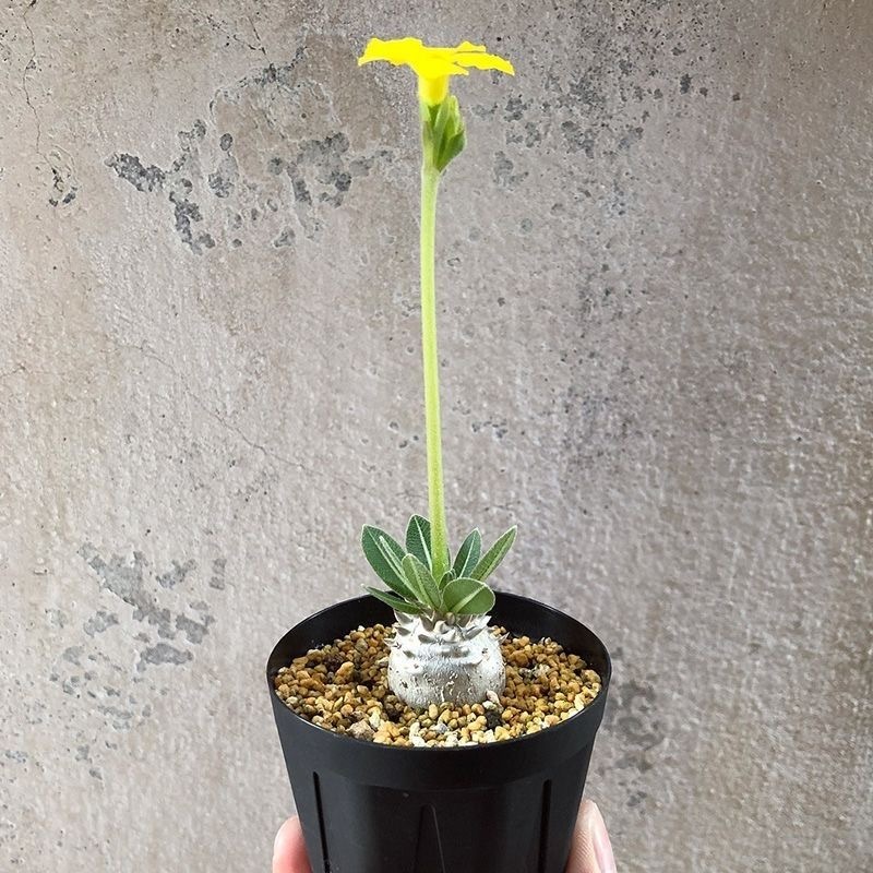 2-17cm Pachypodium brevicaule × densiflorum