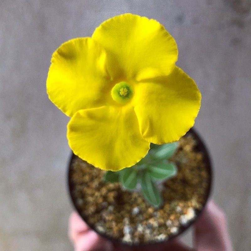 2-17cm Pachypodium brevicaule × densiflorum