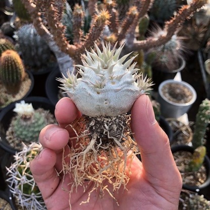 2-17cm Pachypodium brevicaule × densiflorum