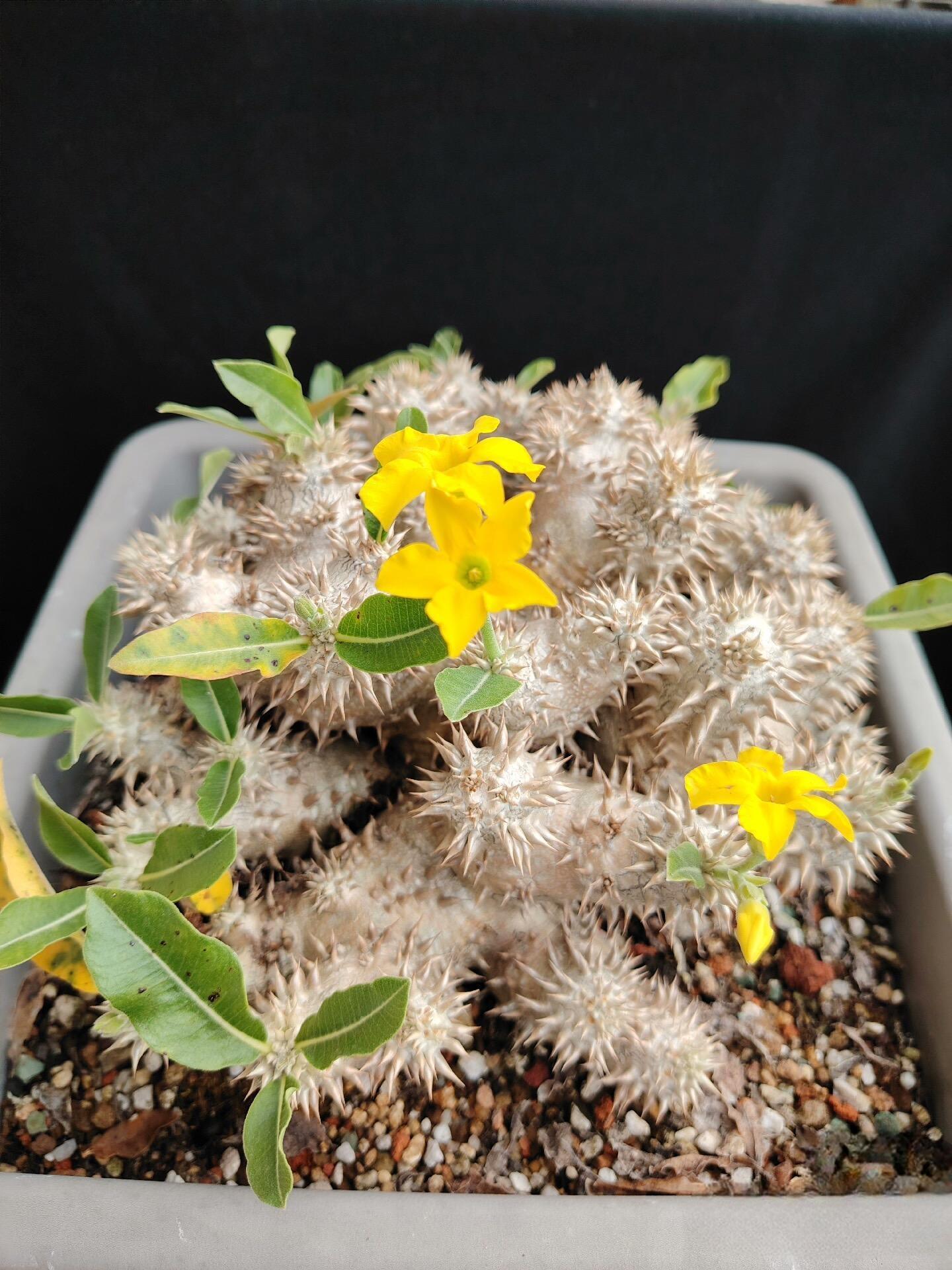 2-17cm Pachypodium brevicaule × densiflorum