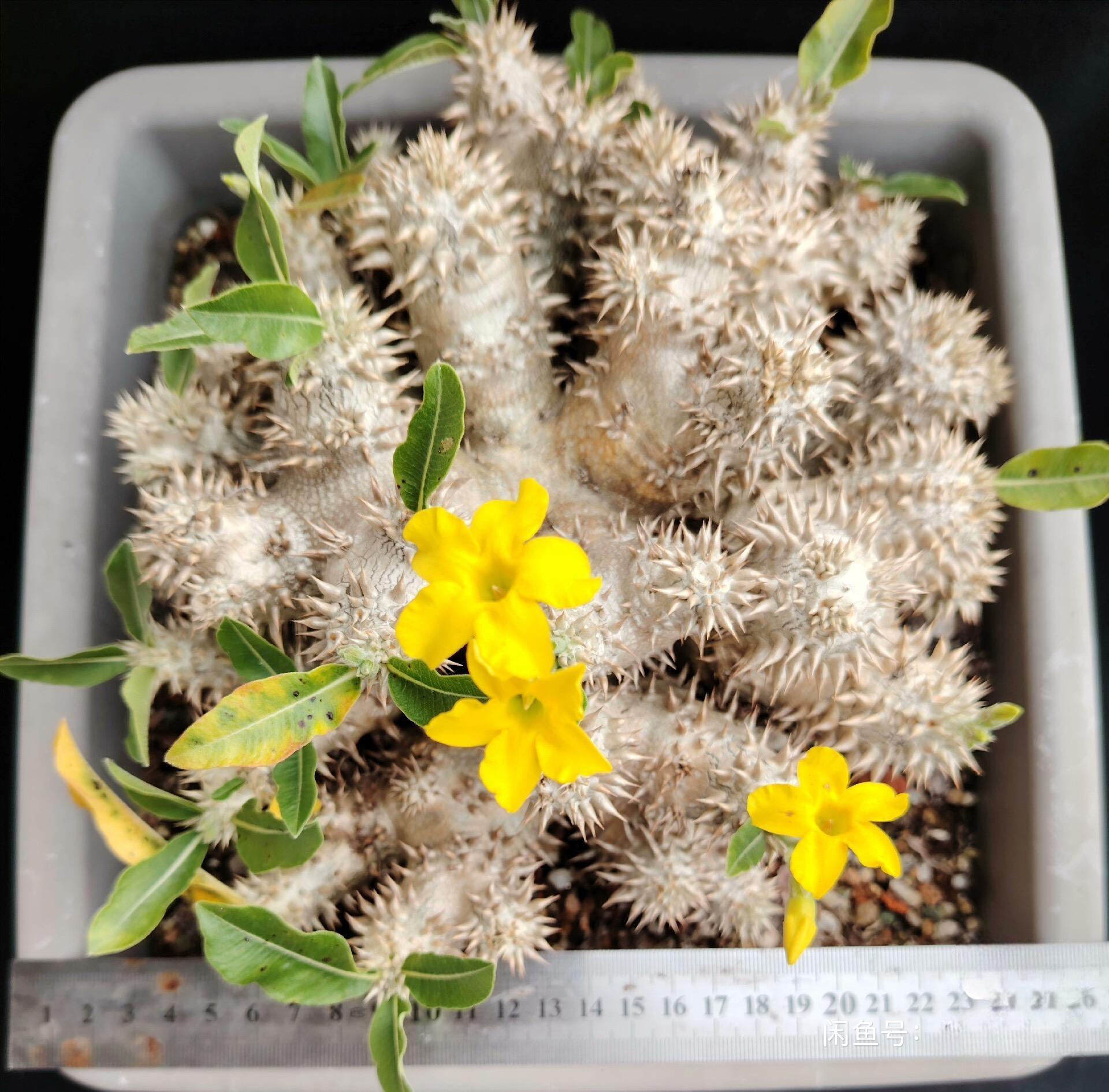 2-17cm Pachypodium brevicaule × densiflorum