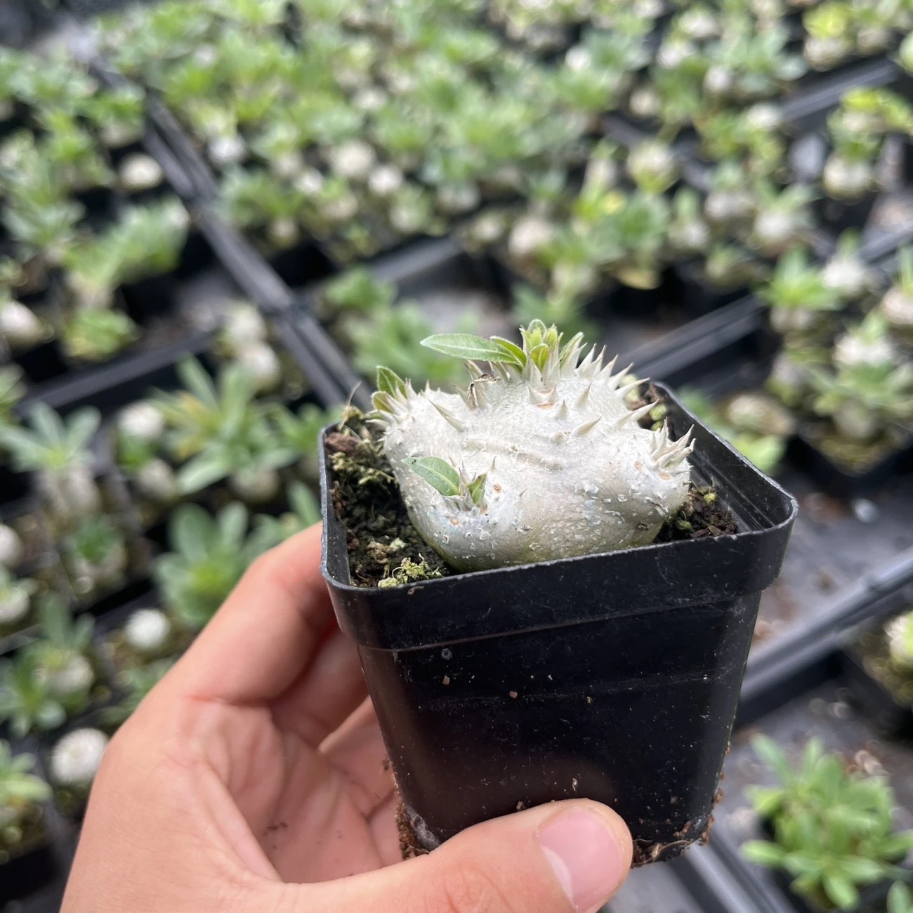 3-12cm Pachypodium brevicaule Baker