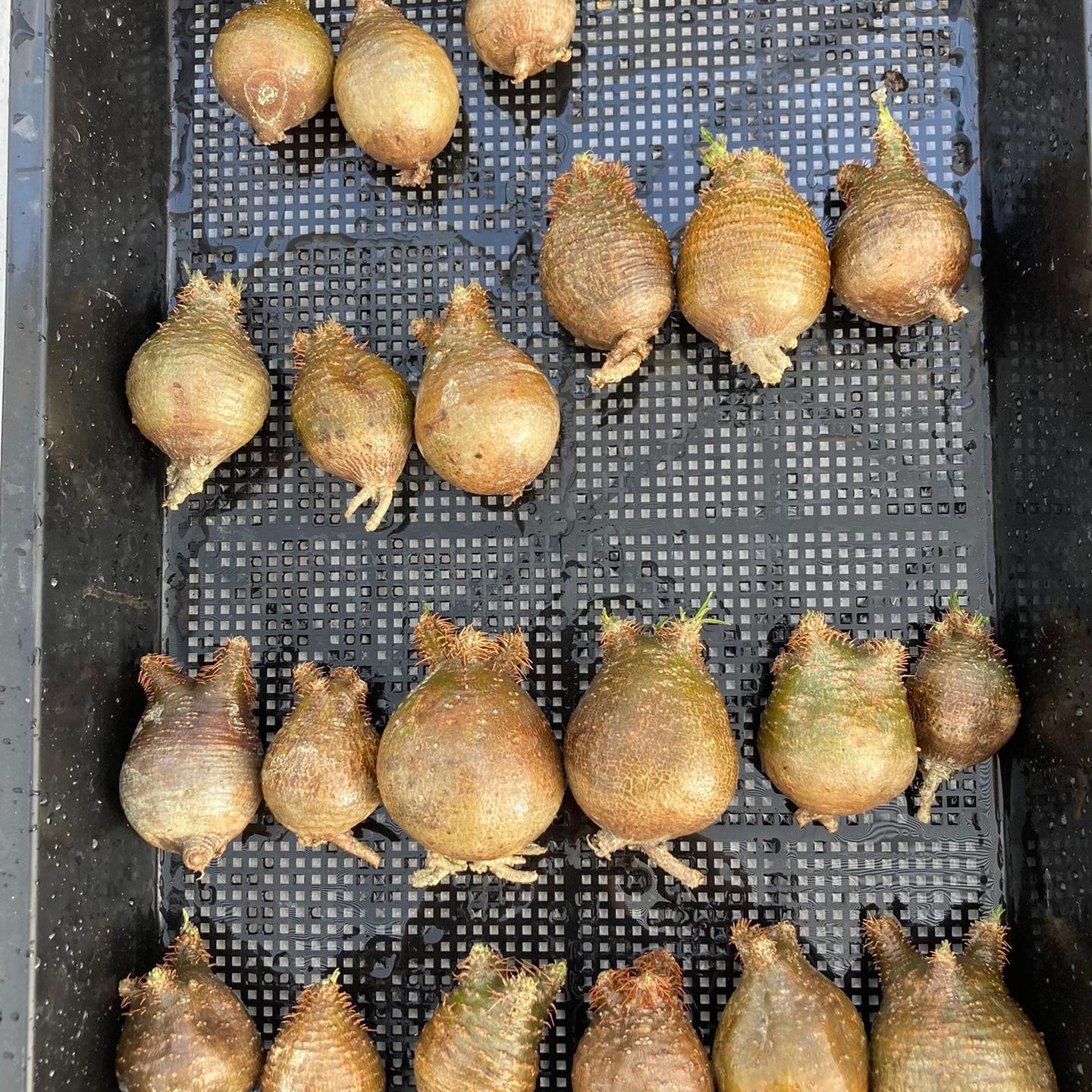 2-7cm Pachypodium rosulatum var gracilius